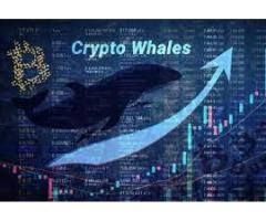 Bitcoin whales would defend these key prices in the market